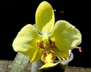 Phalaenopsis stuartiana