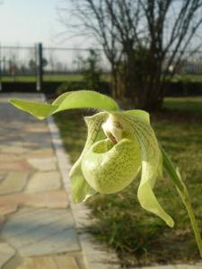 Paphiopedilum jackii
