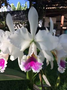 Cattleya labiata