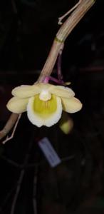 Dendrobium lampongense