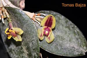 Andinia nummularia