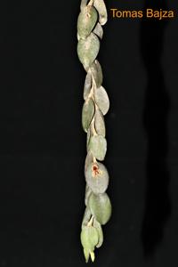 Andinia nummularia