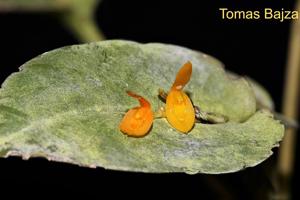 Acianthera polystachya