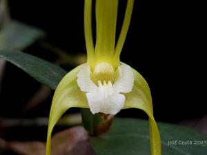 Dendrobium tetragonum