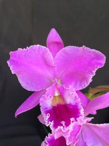 Cattleya labiata