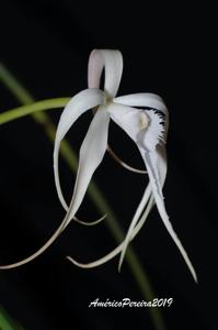 Brassavola cucullata