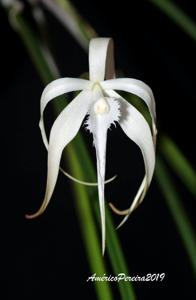 Brassavola cucullata