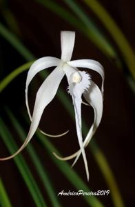 Brassavola cucullata