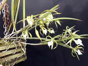 Brassavola subulifolia