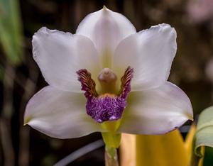 Bifrenaria harrisoniae