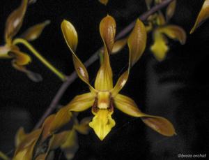 Dendrobium trilamellatum