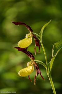 Cypripedium calceolus