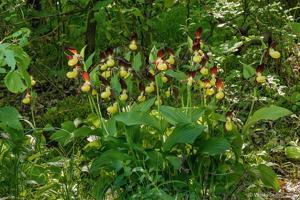 Cypripedium calceolus