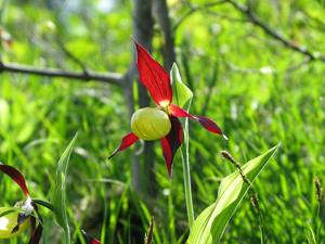 Cypripedium calceolus