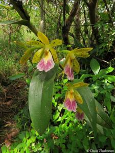 Epidendrum wallisii