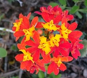 Epidendrum fulgens