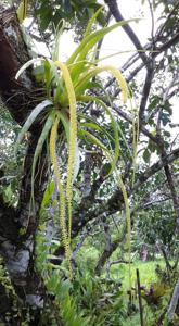 Hippeophyllum wenzelii