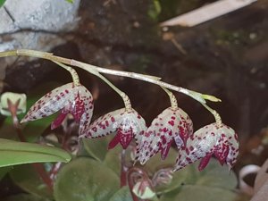 Brachionidium restrepioides