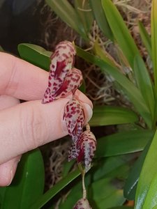 Brachionidium restrepioides