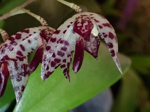 Brachionidium restrepioides