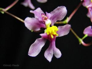 Oncidium sotoanum