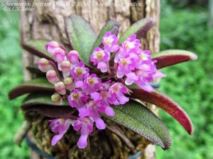 Schoenorchis fragrans