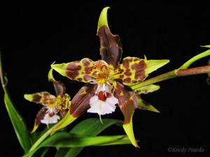 Oncidium hallii