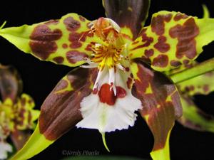 Oncidium hallii