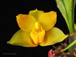 Lycaste cochleata