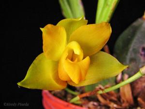 Lycaste cochleata