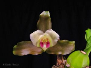 Lycaste puntarenasensis