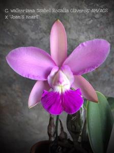 Cattleya walkeriana