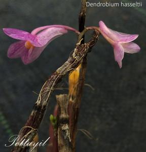 Dendrobium hasseltii