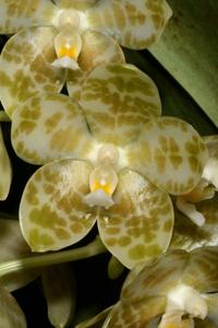 Phalaenopsis gigantea