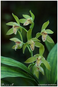 Cymbidium lancifolium