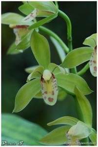 Cymbidium lancifolium