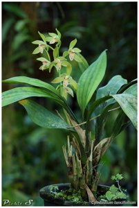 Cymbidium lancifolium
