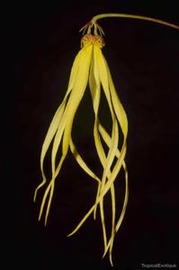 Bulbophyllum thiurum