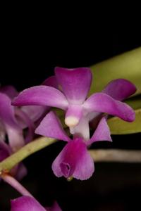 Aerides crassifolia