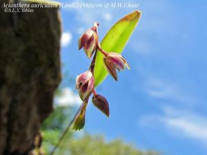 Acianthera auriculata