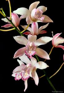 Cymbidium insigne