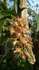 Macradenia multiflora