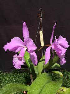 Cattleya warneri