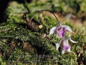 Dendrobium elliottianum