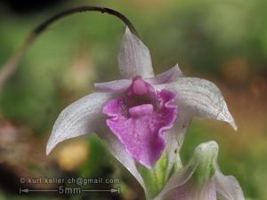 Dendrobium elliottianum