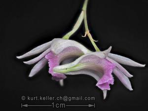 Dendrobium elliottianum