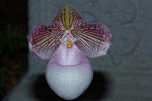 Paphiopedilum micranthum