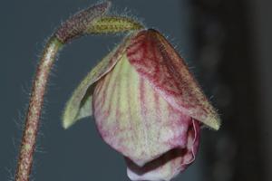 Paphiopedilum micranthum