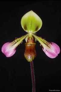 Paphiopedilum hookerae var. volonteanum