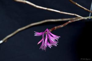 Dendrobium stricticalcarum